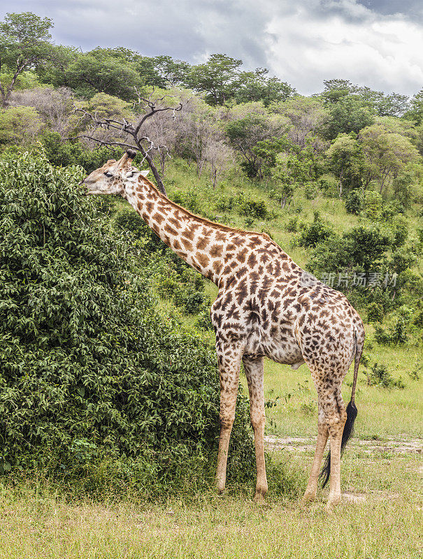 雄性南方长颈鹿正在浏览，Chobe n.p.，博茨瓦纳，非洲